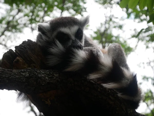 Koyu ve Beyaz Lemur Bir Ağaçta Uyuyor