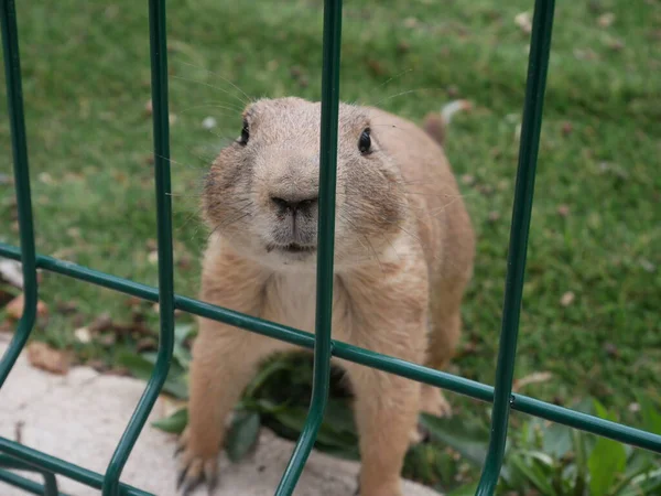 Çayır köpeği'ni demir parmaklıklar ardında