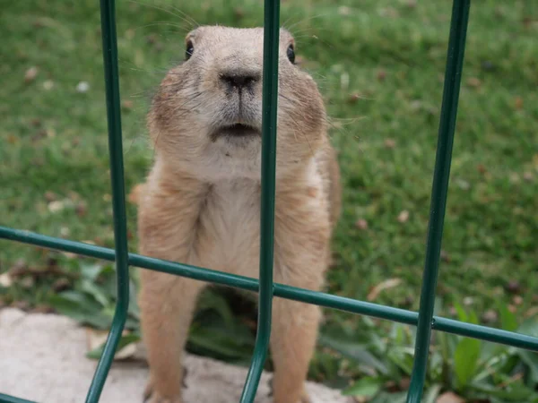Çayır köpeği'ni demir parmaklıklar ardında