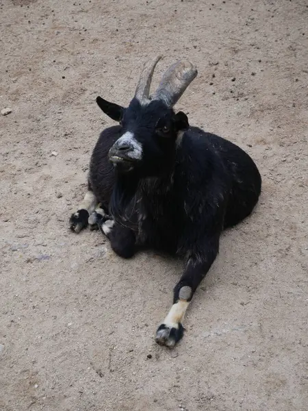 Cabra Negra Estableciendo Terreno — Foto de Stock