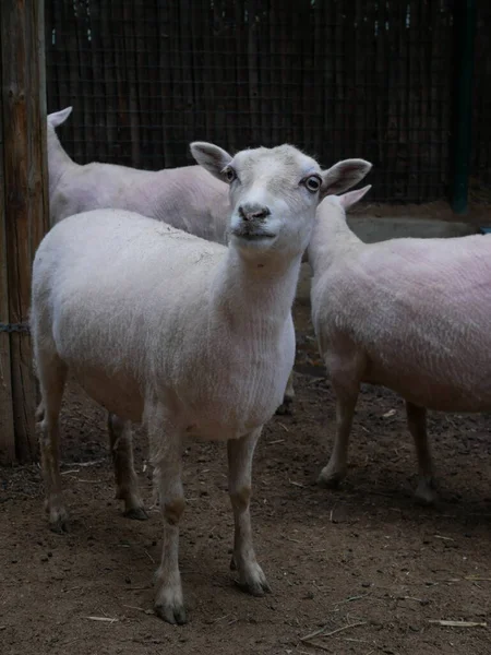 White Sheep Smiling Zoo — 스톡 사진