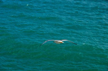 Martı denizin üzerinde uçuyor.