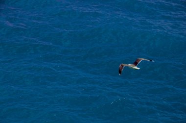 Martı denizin üzerinde uçuyor.