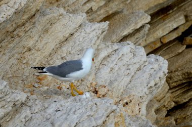 denize yakın bir kayanın üzerinde martı