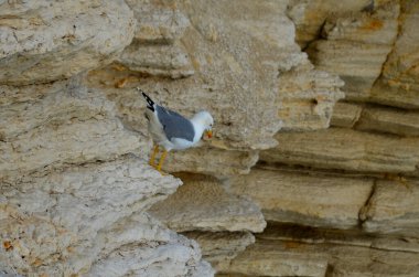 denize yakın bir kayanın üzerinde martı