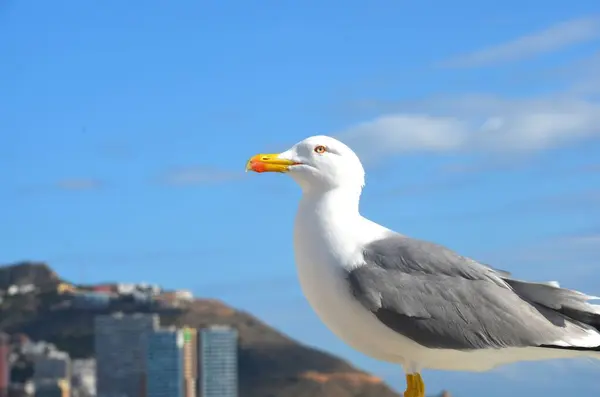 Seagull Perrched Stone Balustrade Nel Mare Con Costruzioni Una Città — Foto Stock
