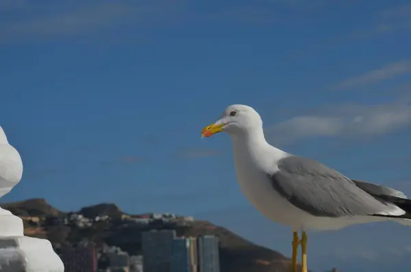 Seagull Perrched Balustrade Caso Perto Mar Com Construções Uma Cidade — Fotografia de Stock
