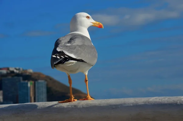 Seagull Pecrado Balustrio Piedra Cerca Del Mar — Foto de Stock