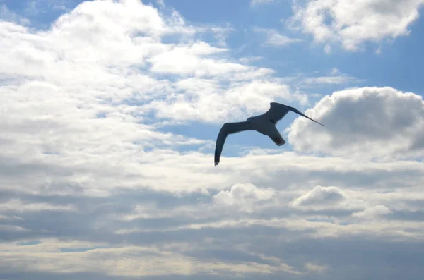 Seagull Flying Cloudy Blue Sky — Stock Photo, Image