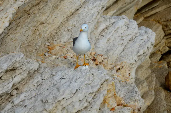 Denize Yakın Bir Kayanın Üzerinde Martı — Stok fotoğraf