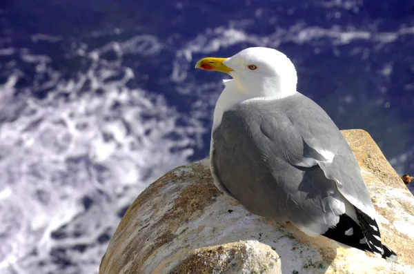 Seagull Een Rots Buurt Van Zee — Stockfoto