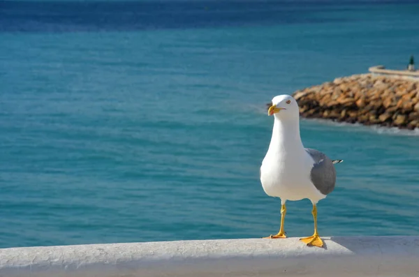 Seagull Appollaiato Balustrade Pietra Vicino Mare — Foto Stock