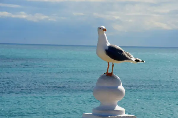 Seagull Perched Stone Balustrade Cerca Del Mar — Foto de Stock