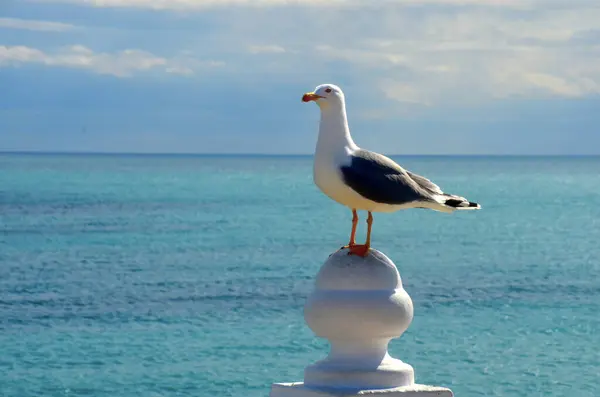 Seagull Perched Stone Balustrade Blisko Morza — Zdjęcie stockowe