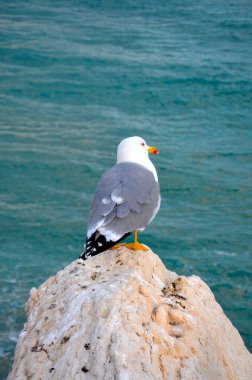 denize yakın bir kayanın üzerinde martı