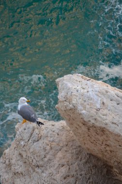 denize yakın bir kayanın üzerinde martı