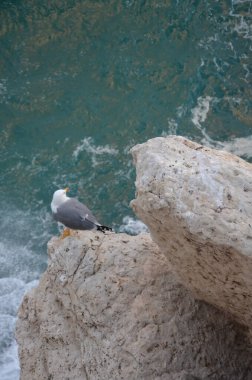 denize yakın bir kayanın üzerinde martı