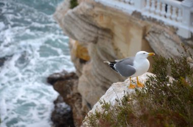 denize yakın bir kayanın üzerinde martı