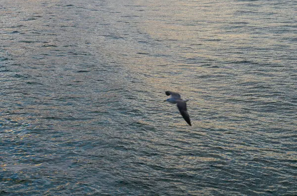 Чайка Летит Над Морем — стоковое фото