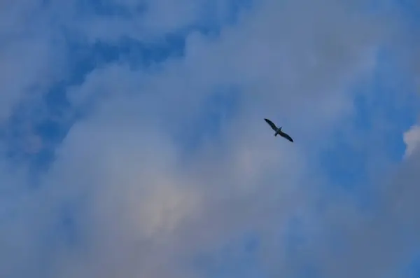 Gaviota Volando Contra Cielo Atardecer — Foto de Stock