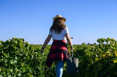 Üzüm bağlarında çalışan çiftçi kadın.