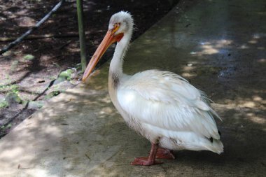 Parkta su kenarında eğil.