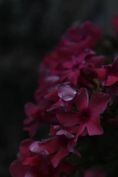 Mooie Bloemen Met Regendruppels — Stockfoto