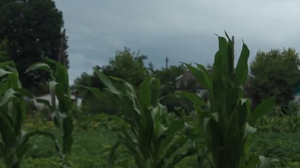 Maïs Pendant Vent Dans Village — Video