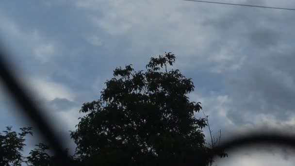 Вид Дерево Через Забор — стоковое видео