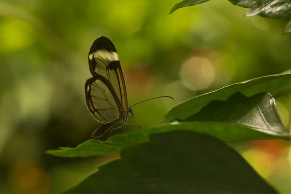 Гласссвинговая Бабочка Грета — стоковое фото