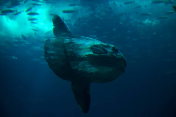 Der Mondfisch Gemeiner Mola Mola Mola — Stockfoto