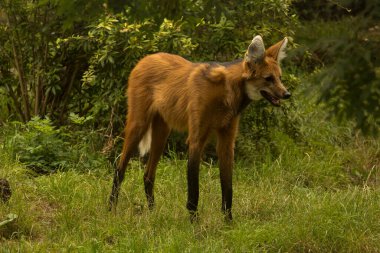 Yaban Kurdu (Chrysocyon brachyurus)).