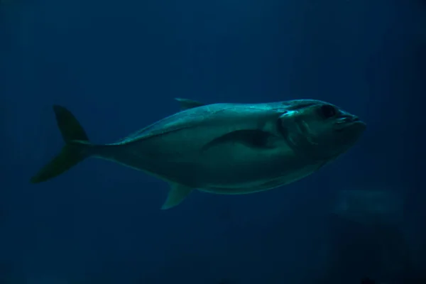 Seelachs Pollachius Virens Schwimmt Aquarium — Stockfoto