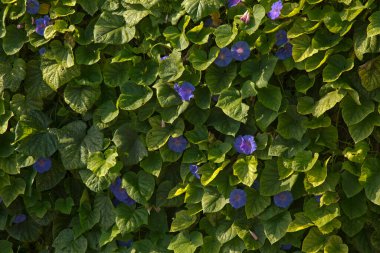 Mavi sabah zaferi, okyanus mavisi sabah zaferi, koali awa, mavi şafak çiçeği (Ipomoea indica).