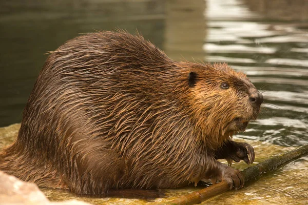 Eurasian Beaver Castor Fiber — Stock Photo, Image