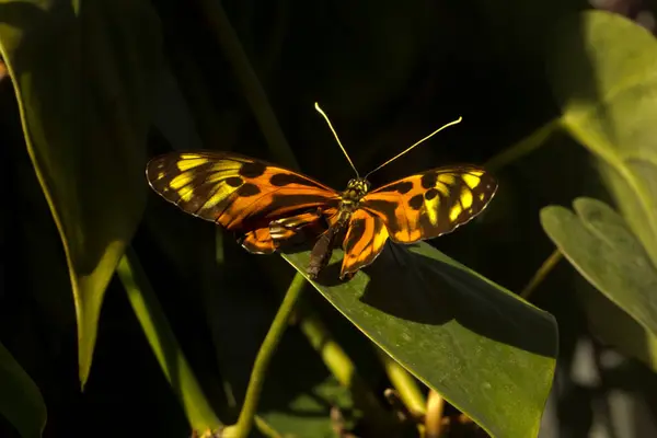 Монархическая Бабочка Danbleplexippus — стоковое фото