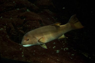 Kaliforniya Koyun Başı (Semicossyphus Pulcher) .