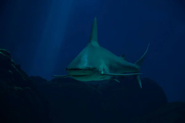 stock image The Sandbar shark, the brown shark or thickskin shark (Carcharhinus plumbeus).