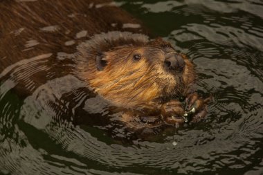 Avrasya kunduzu (Castor lifi).