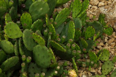 Şeytan dili, Doğu dikenli armut, Hint inciri (Opuntia humifusa).