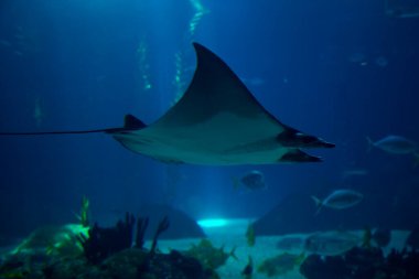 Küçük şeytan ışını (Mobula hipostoma). 