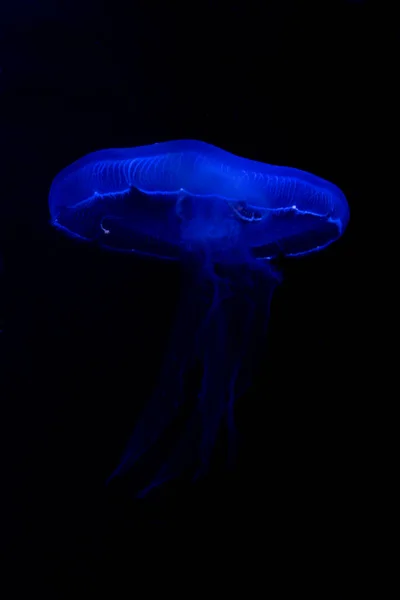Common Jellyfish Moon Jellyfish Moon Jelly Saucer Jelly Aurelia Aurita — Stock Photo, Image