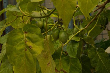 Tamarillo, ağaç domatesi, tomate de arbol, tomate andino, tomate serrano, kan meyvesi, tomate de espana, sachatomate, berenjena, chilto, tamamoro (Solanum betaceum)).