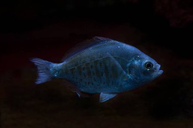 Gümüş sörf perdesi (Hyperprosopon eliptium).