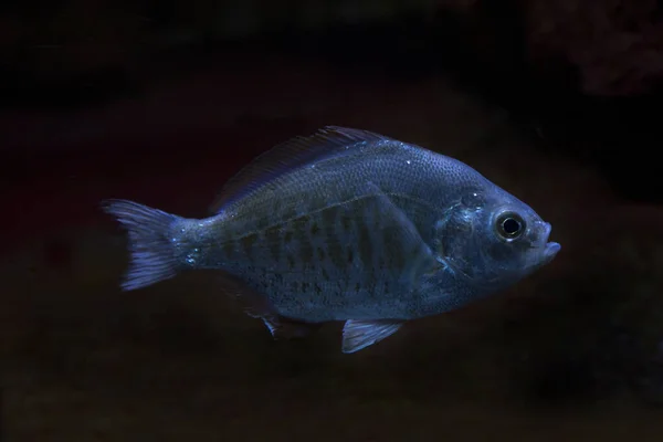 Pesce Persico Argentato Hyperprosopon Ellipticum — Foto Stock
