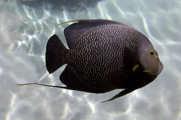 Pesce Angelo Francese Pomacanthus Paru — Foto Stock