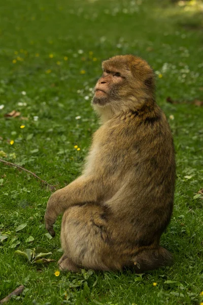 Barbary Macaque Barbary Ape Macaca Sylvanus — Stock fotografie