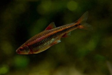 Gökkuşağı Parlatıcı (Notropis kromozomu)).