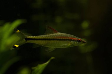 Denison Barb, Denison 's Barb, Miss Kerala, kırmızı çizgili torpido iğnesi, veya Roseline Sharb (Sahyadria denisonii).