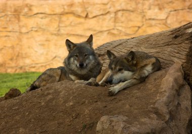 Kurt (köpek lupus), gri kurt veya gri kurt..